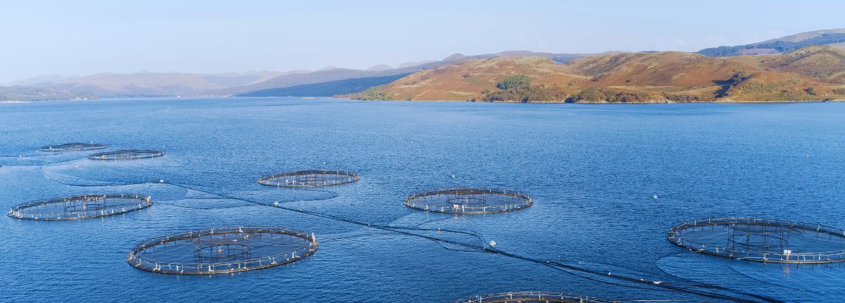 How Acuicy helped a global aquaculture company identify 100+ tailored low-carbon opportunities